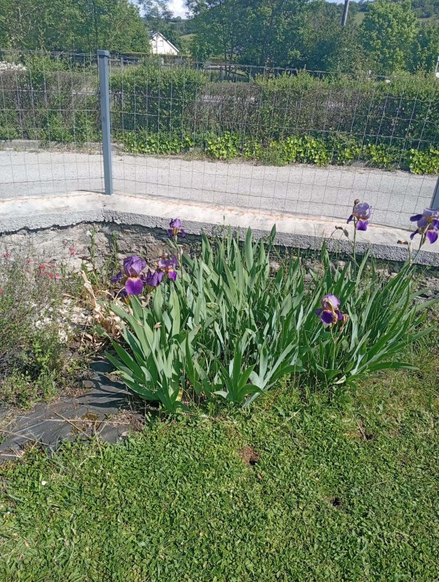 Ferienwohnung La Clematite D'Olt Saint-Côme-dʼOlt Exterior foto